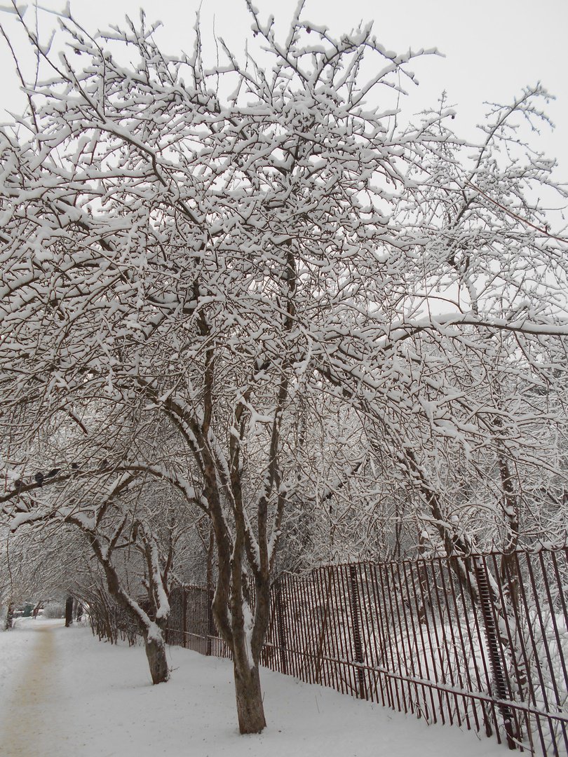 Дорожка зимой