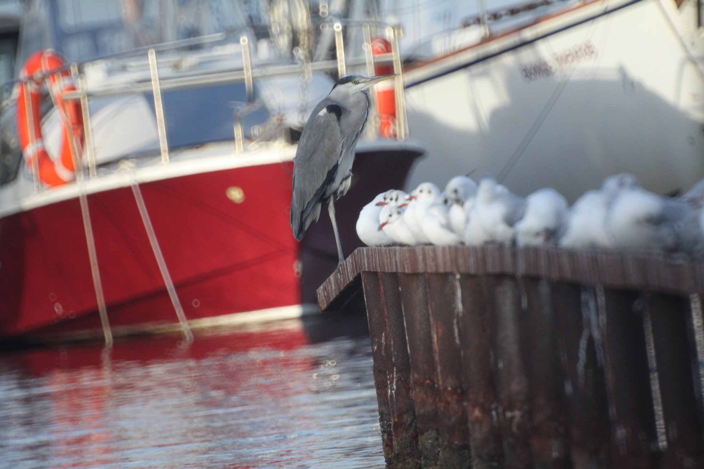 Капитан корабля