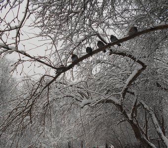 Голуби на ветке