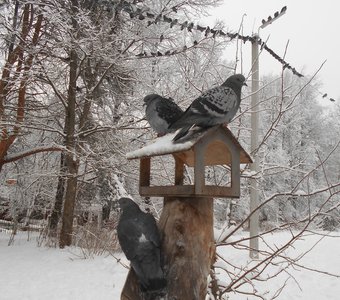 Голуби на кормушке