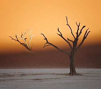 Высохшее болото Намибии