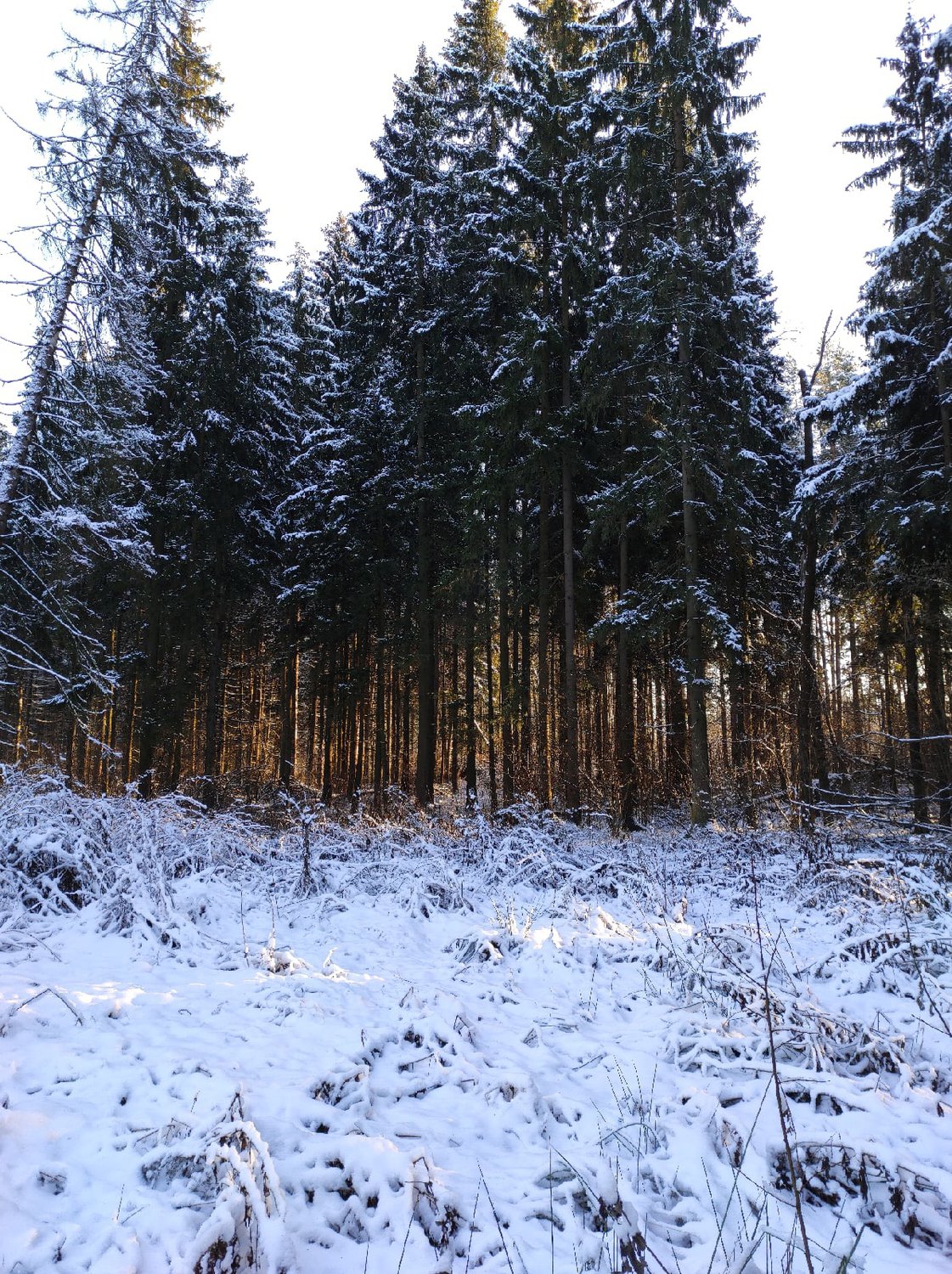 Снежный сказочный лес