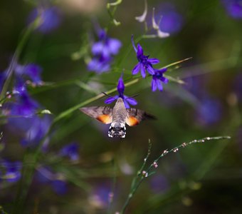 Языкан обыкновенный - бабочка из семейства бражников