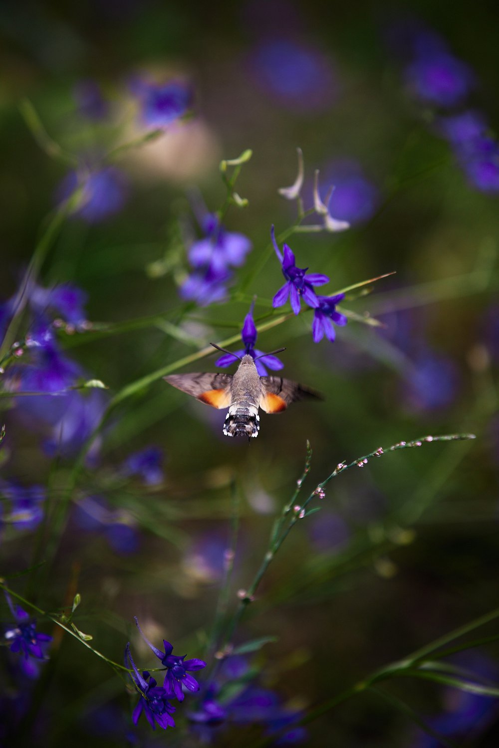 Языкан обыкновенный — бабочка из семейства бражников