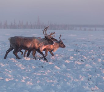 Пастбеще оленей