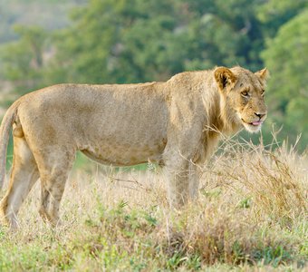 Моложой африканский лев