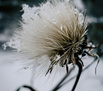Красота в мелочах… Цветок зимой…