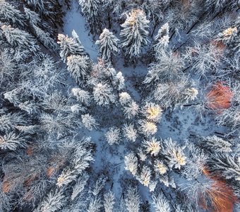 Контрасты зимнего леса