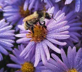 Пчела в цветах