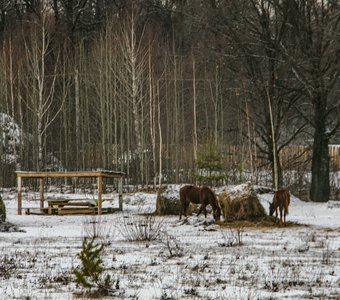 заснеженный выпас