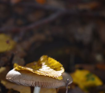 Мастер по игре в прядки