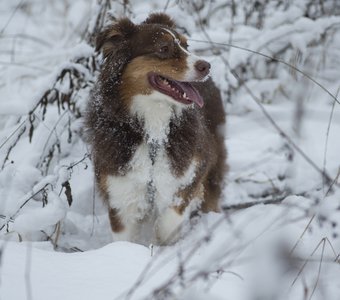 Снежный пес