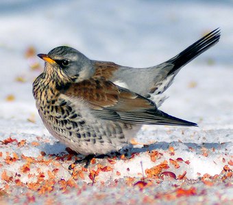 Рябинник (Turdus pilaris)