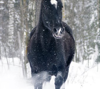 Снежная сказка