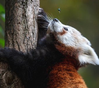 Красная панда и зеленая муха