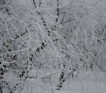 Вишня в зимнем саду