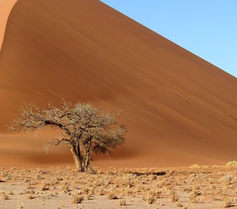 В сердце пустыни Намиб