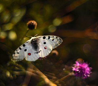 Аполлон в золотой час