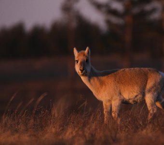 Плюшевая антилопа