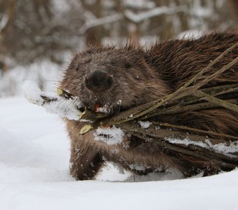 Заготовитель