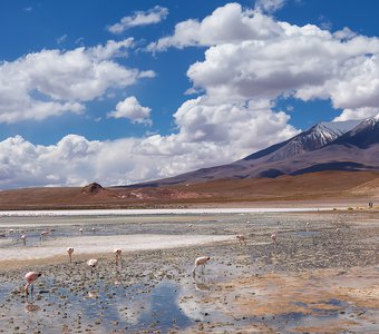 Фламинго и вулканы лагуны Эдионда, Боливия. Южная Америка