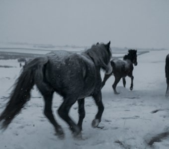 Дикие лошади