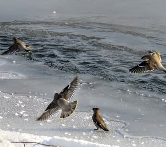 Свиристели на водопое