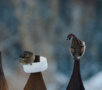 Любопытство