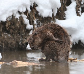 Бобровые почесушки