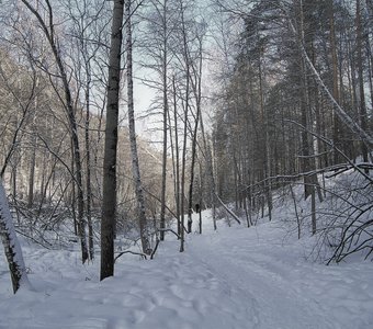 Прогулка по зимнему лесу