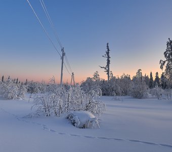 Лесная тропа