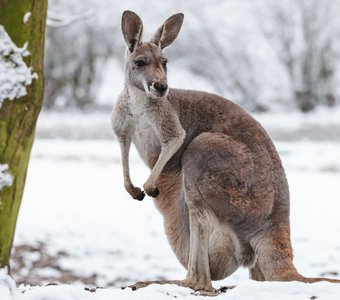 Большой рыжий кенгуру на снегу
