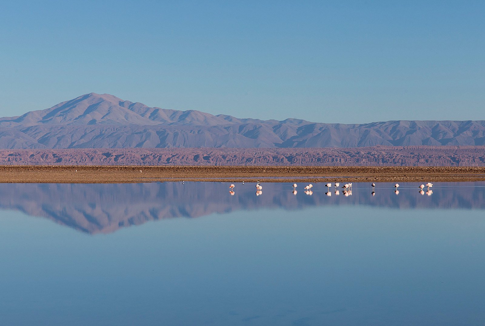 Фламинго в солёном озере Чакса, пустыня Атакама