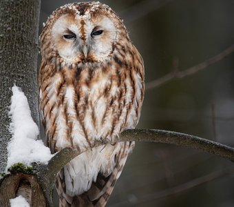 Сонная неясыть