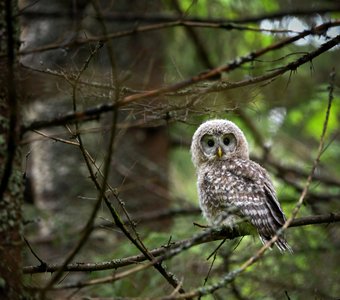 Лесной бандит