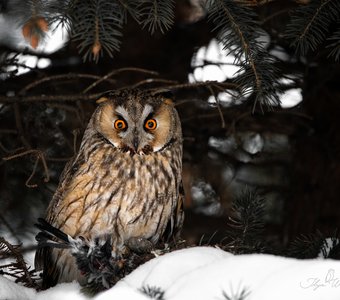 Кому-то не повезло