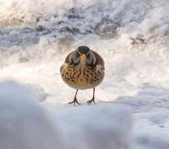 Дрозд рябинник