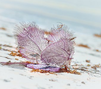 Коралл, выброшенный на берег моря