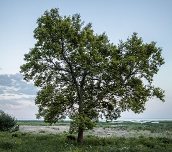 Сердце Дубков