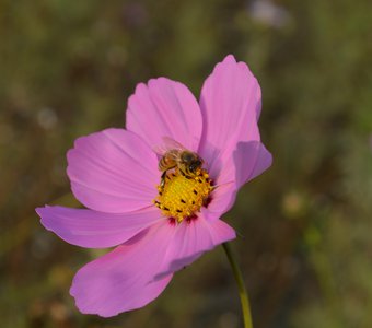Пчела на цветке космеи