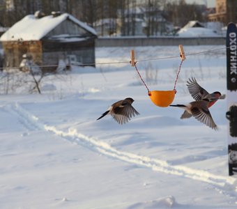 Снегири "играют в салочки"..)