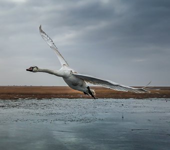 Лебедь-шипун над льдами Астраханской дельты
