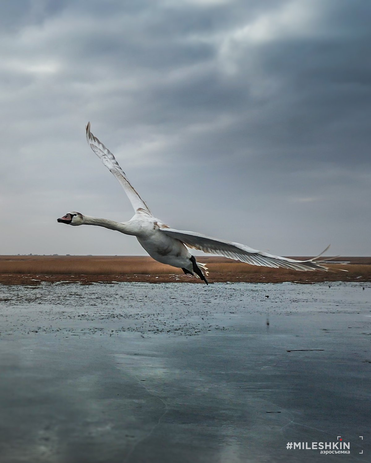Лебедь-шипун над льдами Астраханской дельты