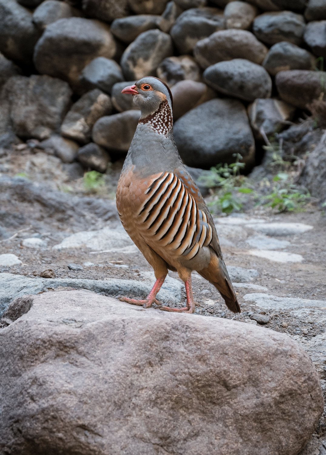 Очень смелая и очень любопытная птица