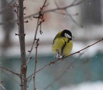 Лапы мёрзнут от вашего климата