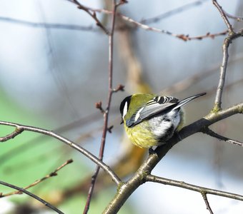 Синица обыкновенная