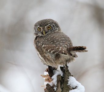 Маленький мышелов