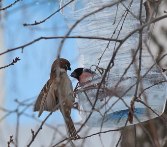 Битва за еду