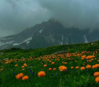 Кузнецкий Алатау: цветы и горы