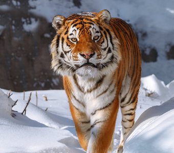 Амурский тигр
